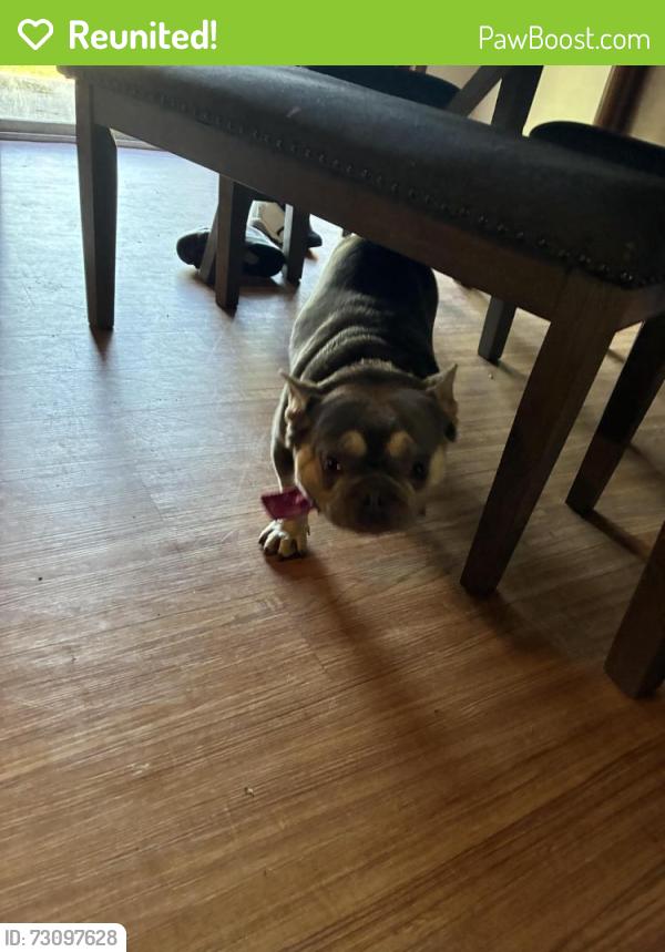 Reunited Male Dog last seen 51st and Mingo, Tulsa, OK 74145
