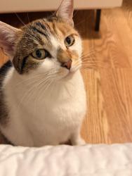 Lost Female Cat last seen Near Ave Missouri, Glendale, AZ 85303