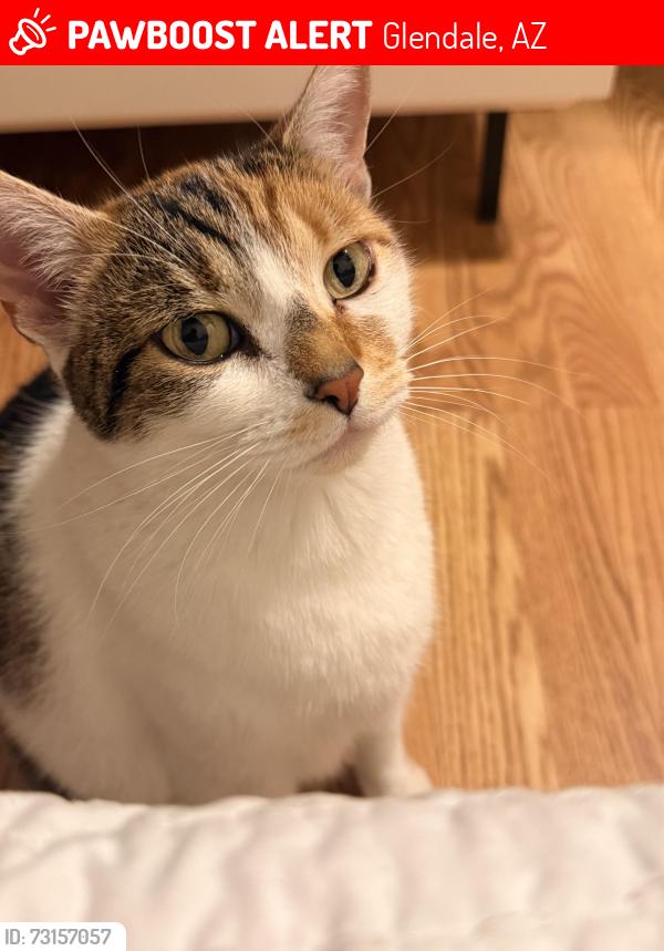 Lost Female Cat last seen Near Ave Missouri, Glendale, AZ 85303