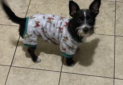 Lost Male Dog last seen Summertown Drive or Shawnee Trail / Huddersfeildway, Norcross, GA 30071