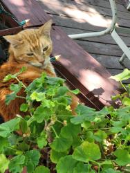 Lost Male Cat last seen W Robinson Ave, Fresno, CA 93705