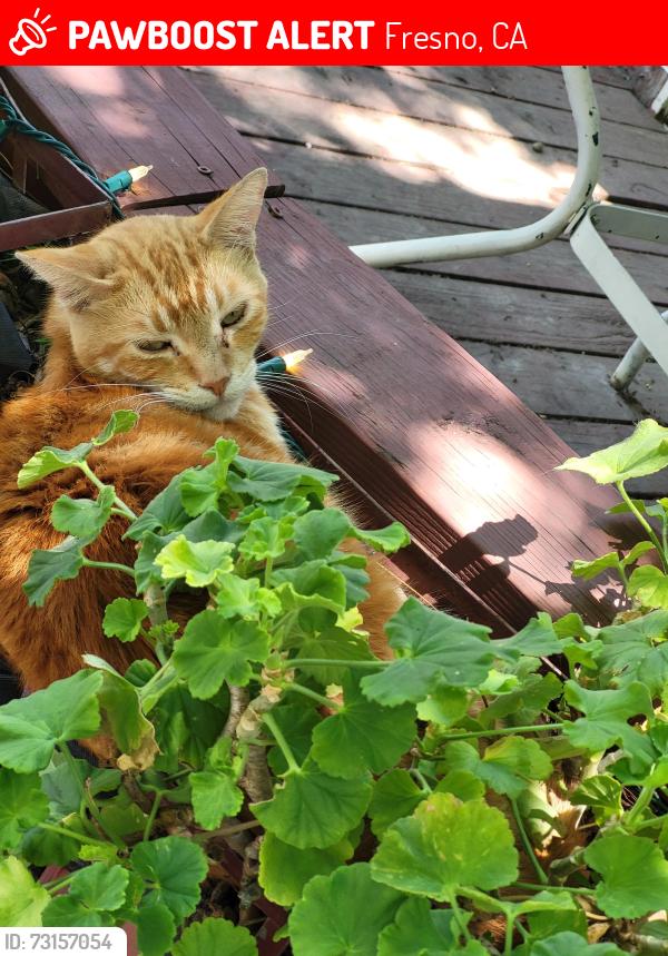 Lost Male Cat last seen W Robinson Ave, Fresno, CA 93705