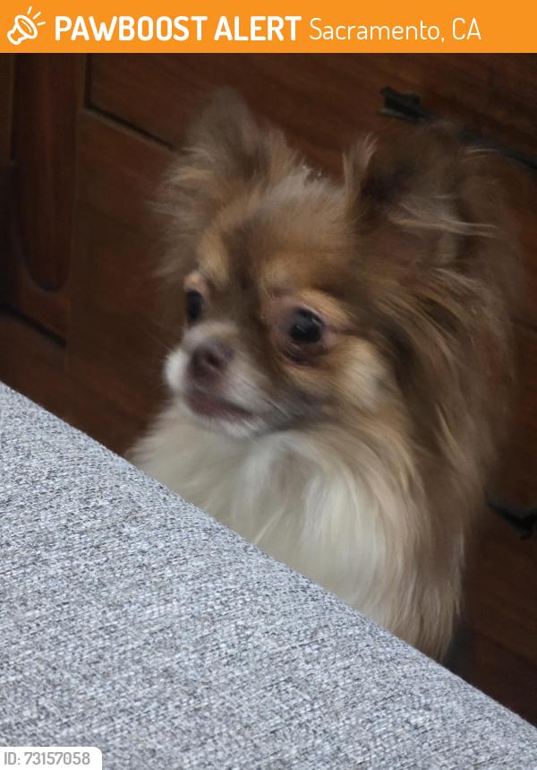 Found/Stray Female Dog last seen Church's Chicken, Sacramento, CA 95820