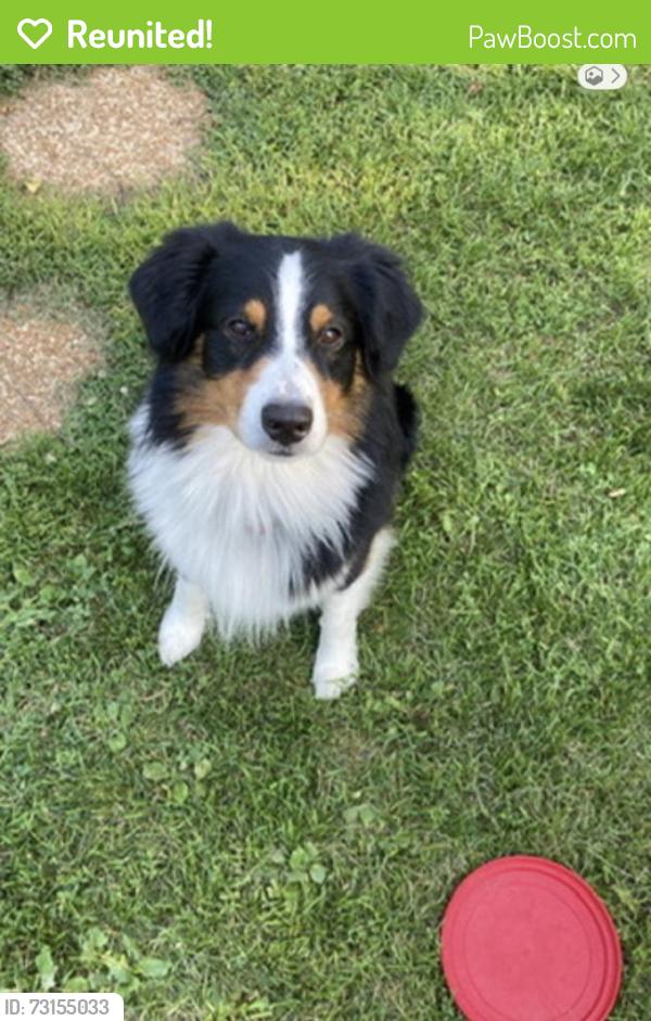 Reunited Male Dog last seen S. Wind lake rd, Wind Lake, WI 53185