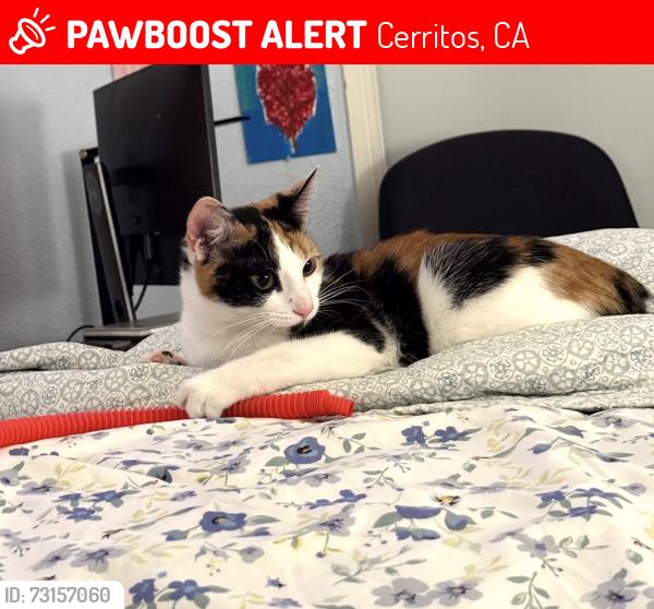 Lost Female Cat last seen 195/Bloomfield, Cerritos, CA 90703