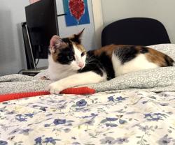 Lost Female Cat last seen 195/Bloomfield, Cerritos, CA 90703