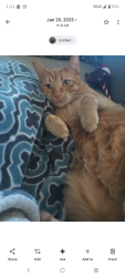 Lost Male Cat last seen Embassy and Fox Hollow, Port Richey, FL 34668