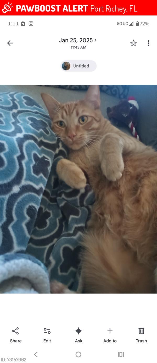 Lost Male Cat last seen Embassy and Fox Hollow, Port Richey, FL 34668