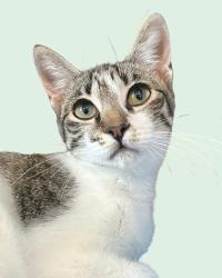 Shelter Stray Female Cat last seen Near Coronado Hills Drive, AUSTIN, TX, 78752, 7201 Levander Loop bldg a, Austin, TX 78702, USA