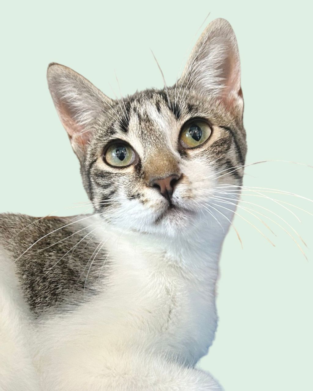 Shelter Stray Female Cat last seen Near Coronado Hills Drive, AUSTIN, TX, 78752, 7201 Levander Loop bldg a, Austin, TX 78702, USA