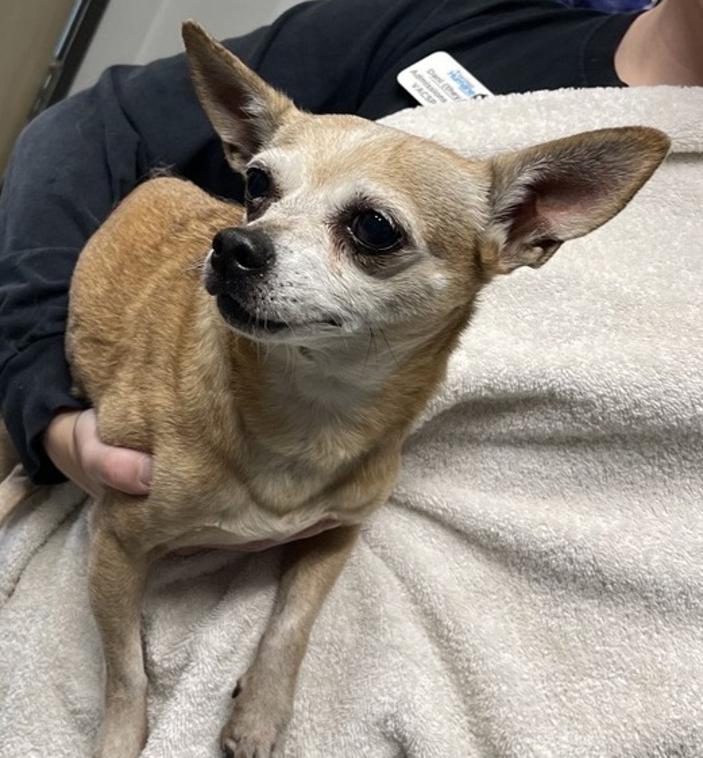 Shelter Stray Male Dog last seen Rancho Santa Fe Road, San Marcos, CA, 92078, Escondido, CA 92027, USA