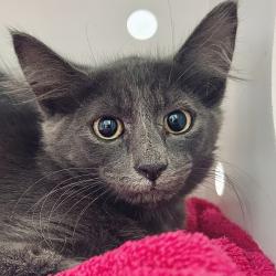 Shelter Stray Unknown Cat last seen Near Neider Drive, AUSTIN, TX, 78749, 7201 Levander Loop bldg a, Austin, TX 78702, USA