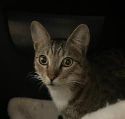 Shelter Stray Male Cat last seen Near Welch Road, San Diego, CA, 92102, 5500 Gaines St, San Diego, CA 92110, USA