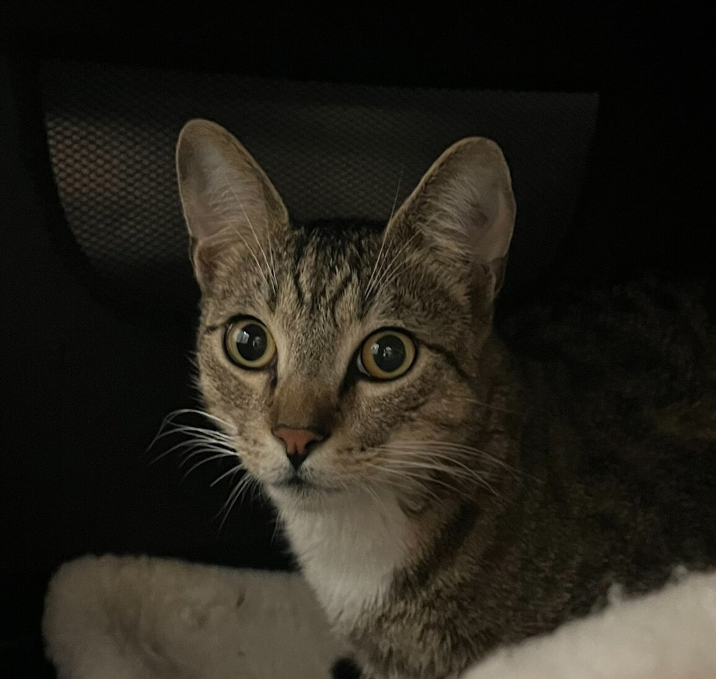 Shelter Stray Male Cat last seen Near Welch Road, San Diego, CA, 92102, 5500 Gaines St, San Diego, CA 92110, USA