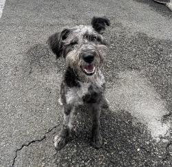 Shelter Stray Male Dog last seen Near Acacia Avenue, Oceanside, CA, 92058, Oceanside, CA 92058, USA