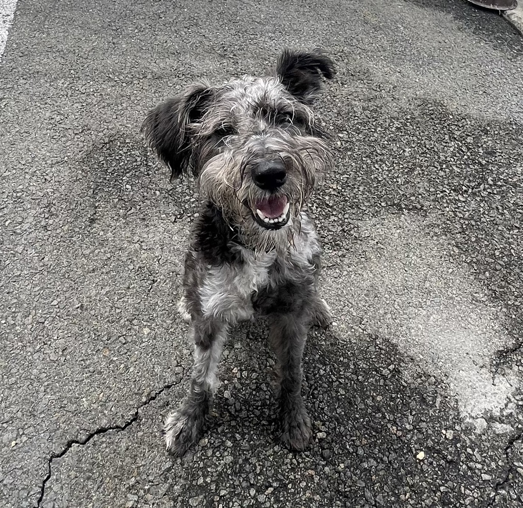 Shelter Stray Male Dog last seen Near Acacia Avenue, Oceanside, CA, 92058, Oceanside, CA 92058, USA
