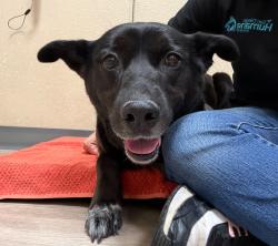 Shelter Stray Female Dog last seen Not Provided., Vista, CA, 92081, Oceanside, CA 92058, USA