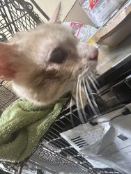 Shelter Stray Unknown Cat last seen WA, 6815 E Trent Ave, Spokane, WA 99212, USA
