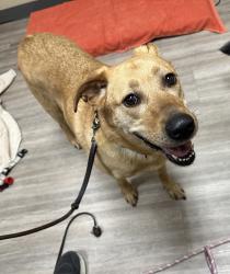 Shelter Stray Female Dog last seen Not Provided., Vista, CA, 92081, Oceanside, CA 92058, USA