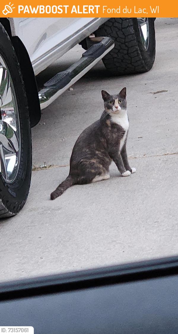 Found/Stray Unknown Cat last seen Near S Butler St in the alley way, Fond du Lac, WI 54935