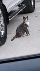 Found/Stray Unknown Cat last seen Near S Butler St in the alley way, Fond du Lac, WI 54935