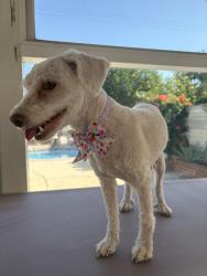 Lost Female Dog last seen Lennox and Van Nuys or Roscoe, Los Angeles, CA 91402