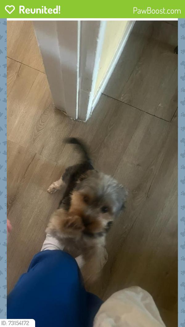 Reunited Male Dog last seen Hesperian blvd, San Lorenzo, CA 94580