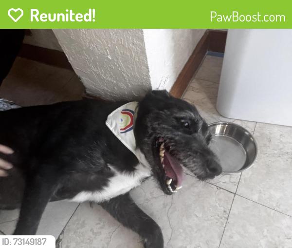 Reunited Male Dog last seen 16th st and 17th Ave, Miami, FL 33145