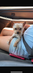 Lost Female Dog last seen Troy rd and stonewall, Wylie, TX 75098