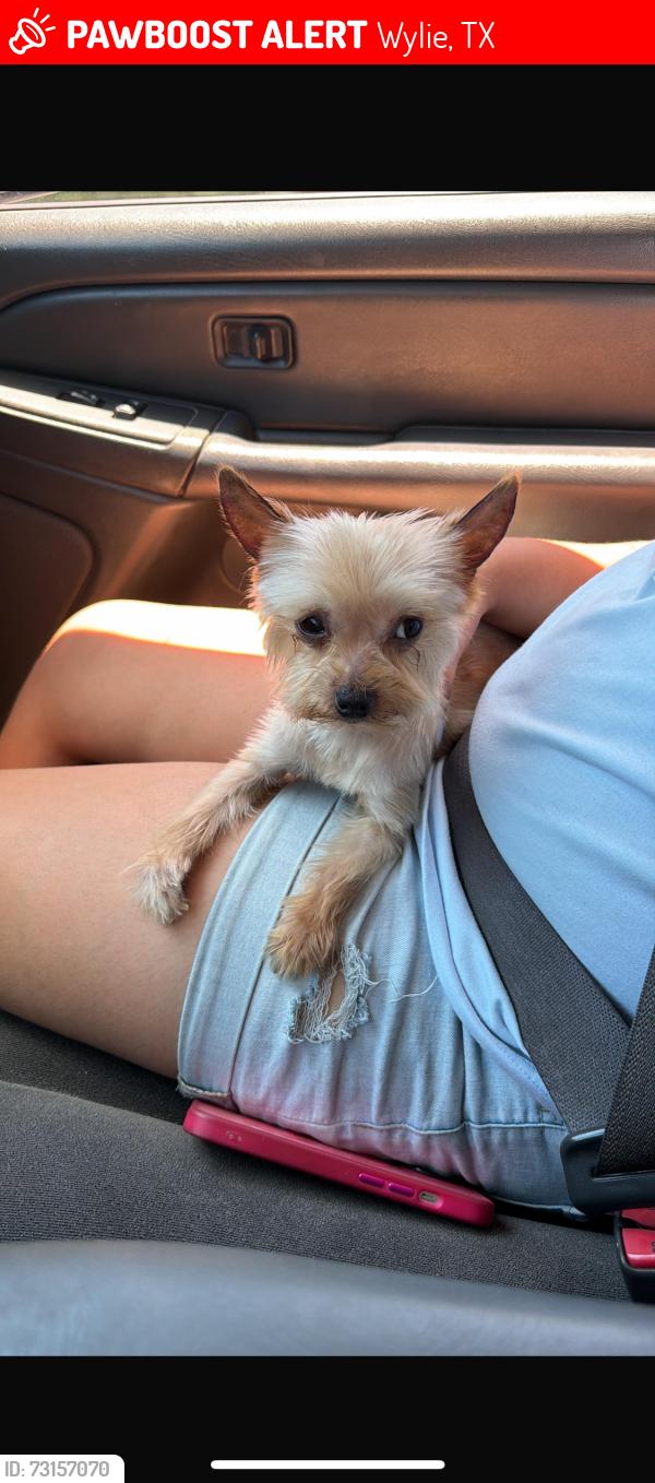 Lost Female Dog last seen Troy rd and stonewall, Wylie, TX 75098