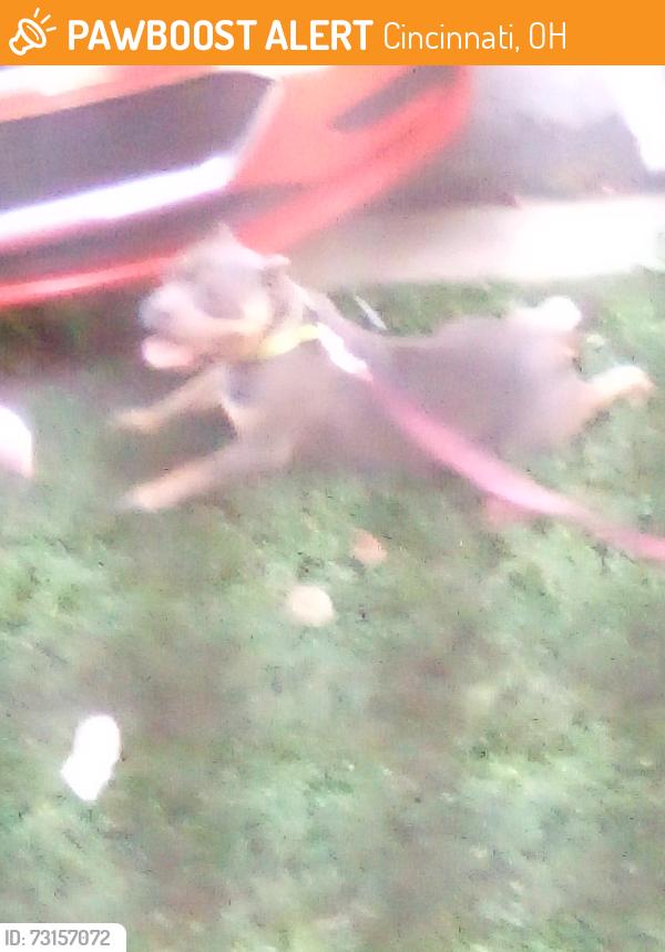 Found/Stray Female Dog last seen Harrison Ave and McKinley Ave, Cincinnati, OH 45211