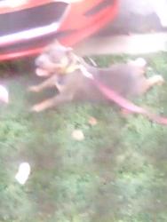 Found/Stray Female Dog last seen Harrison Ave and McKinley Ave, Cincinnati, OH 45211