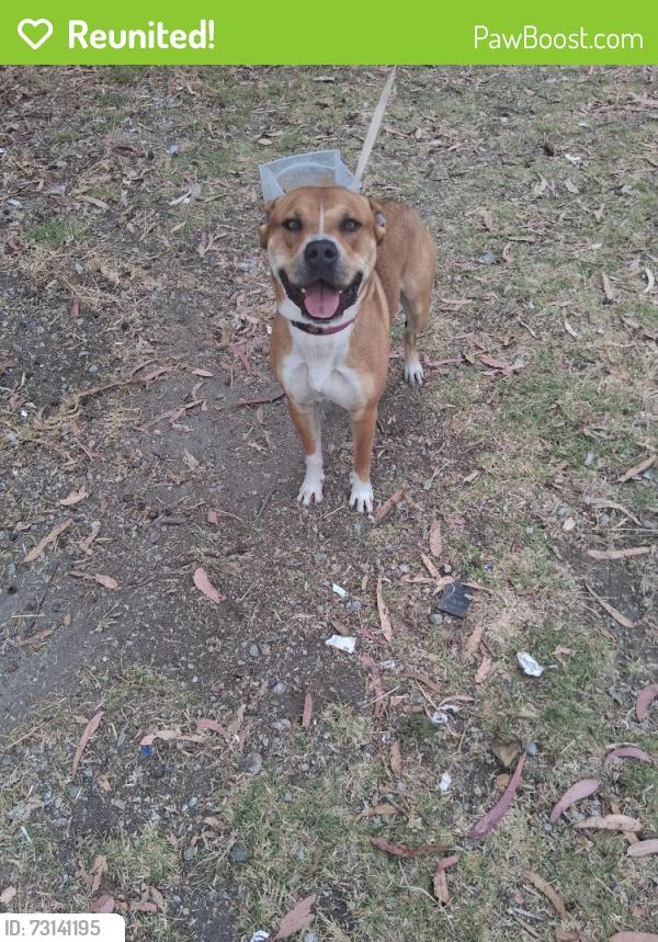 Reunited Male Dog last seen Tembladera st castroville, Castroville, CA 95012