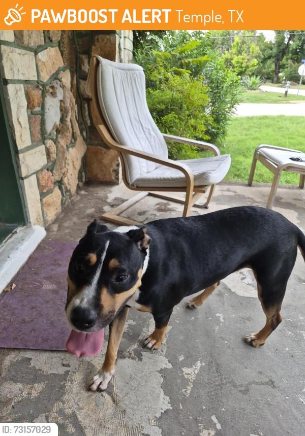 Found/Stray Female Dog last seen Near V.A. hosp, Temple, TX 76504