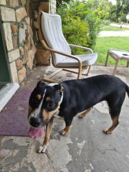 Found/Stray Female Dog last seen Near V.A. hosp, Temple, TX 76504