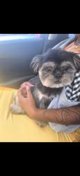 Lost Male Dog last seen Ray Ave x Pessnurg, New Orleans, LA 70126