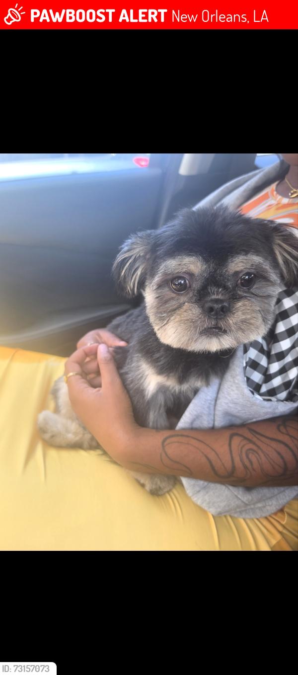 Lost Male Dog last seen Ray Ave x Pessnurg, New Orleans, LA 70126