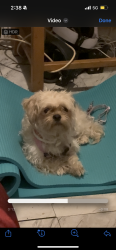 Found/Stray Female Dog last seen Long Island city, Queens, NY 11109