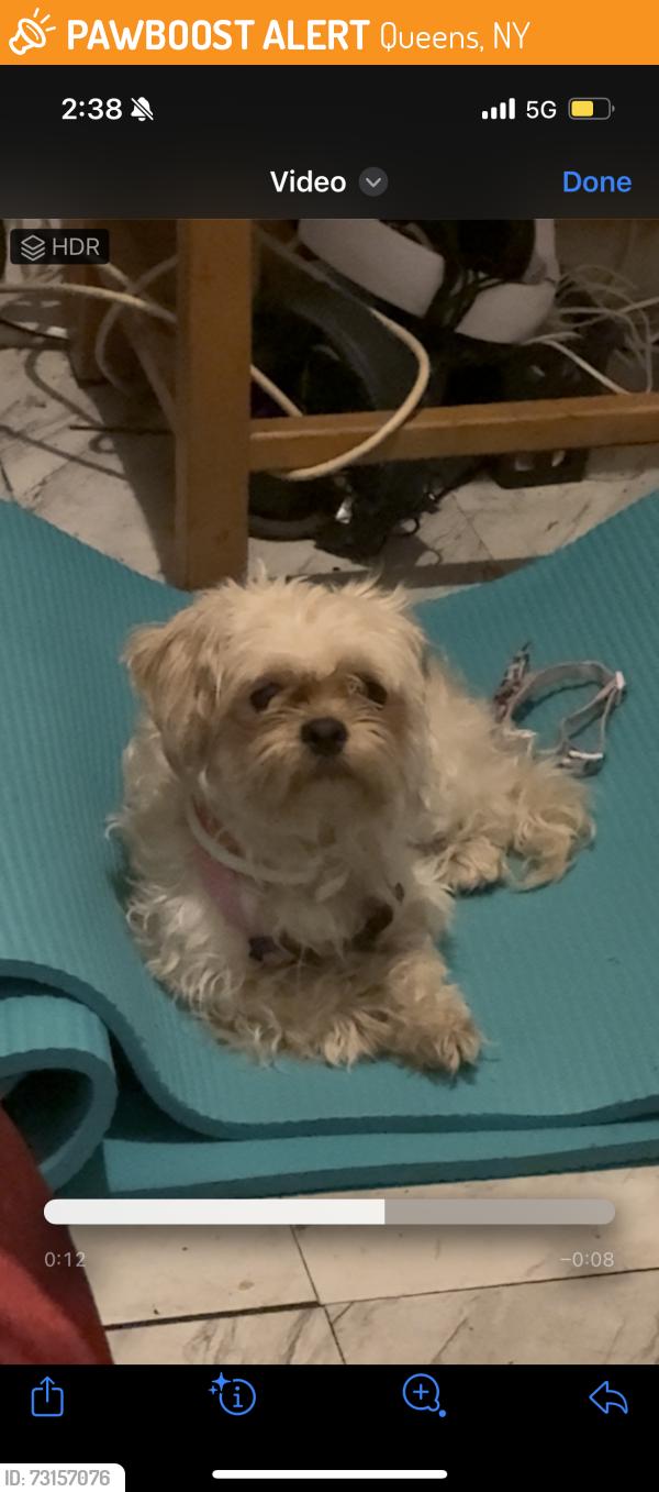 Found/Stray Female Dog last seen Long Island city, Queens, NY 11109