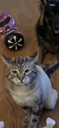 Lost Male Cat last seen Belmont Elementary, Belmont, NC 28012