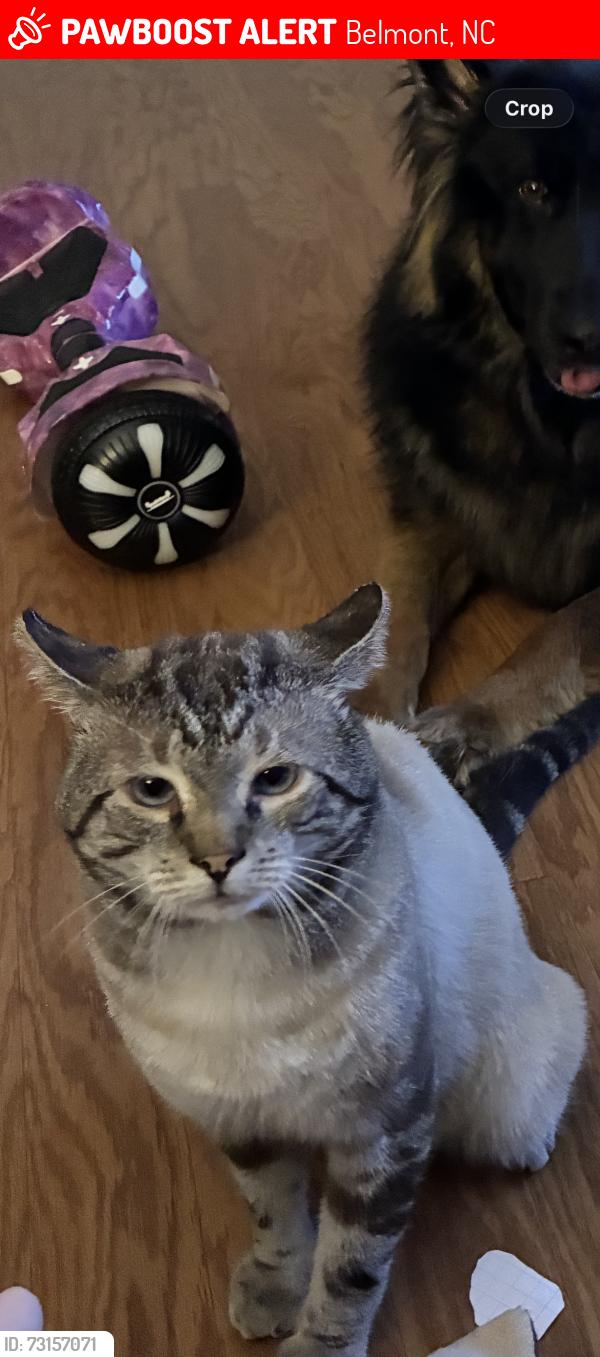 Lost Male Cat last seen Belmont Elementary, Belmont, NC 28012