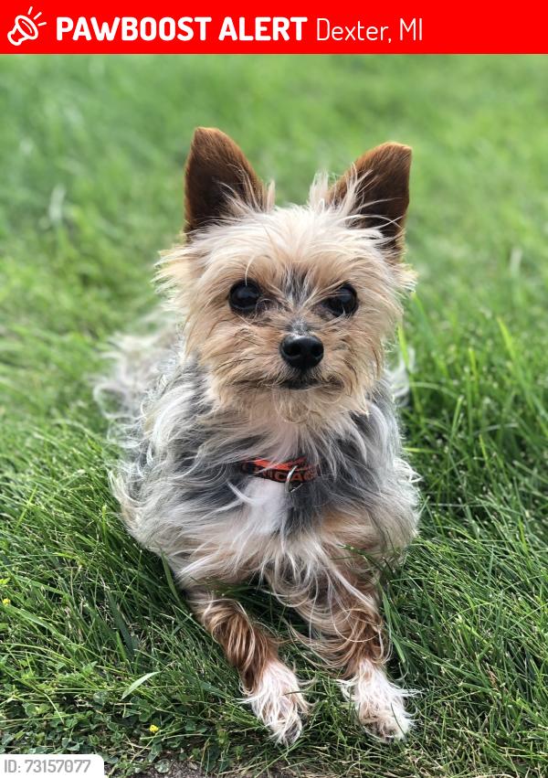 Lost Male Dog last seen Dexter Townhall Rd and N Territorial Rd, Dexter, MI 48130