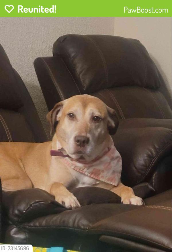 Reunited Female Dog last seen Cordell Lane and N. Lisbon, Lisbon, WI 53089