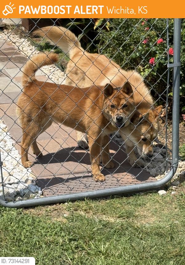 Found/Stray Male Dog last seen Near lifestyle Dr, Oklahoma city, Wichita, KS 67217