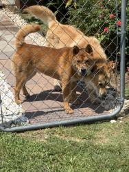 Found/Stray Male Dog last seen Near lifestyle Dr, Oklahoma city, Wichita, KS 67217