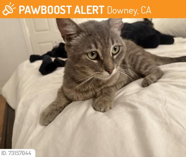 Found/Stray Male Cat last seen Kaiser Permante Downey, Downey, CA 90242