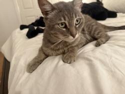 Found/Stray Male Cat last seen Kaiser Permante Downey, Downey, CA 90242