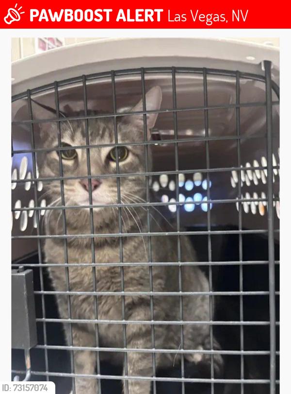 Lost Male Cat last seen E Franklin Ave and s 15 street, Las Vegas, NV 89104