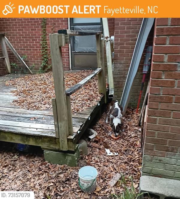 Found/Stray Female Dog last seen Cumberland road, Fayetteville, NC 28306