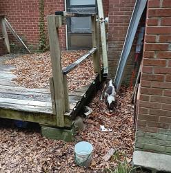 Found/Stray Female Dog last seen Cumberland road, Fayetteville, NC 28306